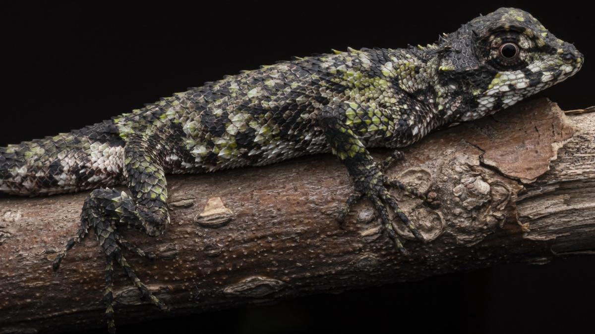 Rare lizard in Meghalaya fuels grassroots conservation efforts